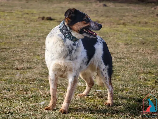 Pies do adopcji, Grudziądz, 2 lutego 2022 (2/5)