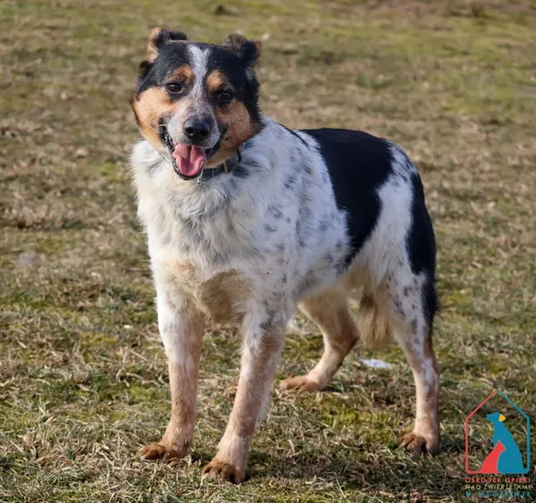 Pies do adopcji, Grudziądz, 2 lutego 2022 (3/5)