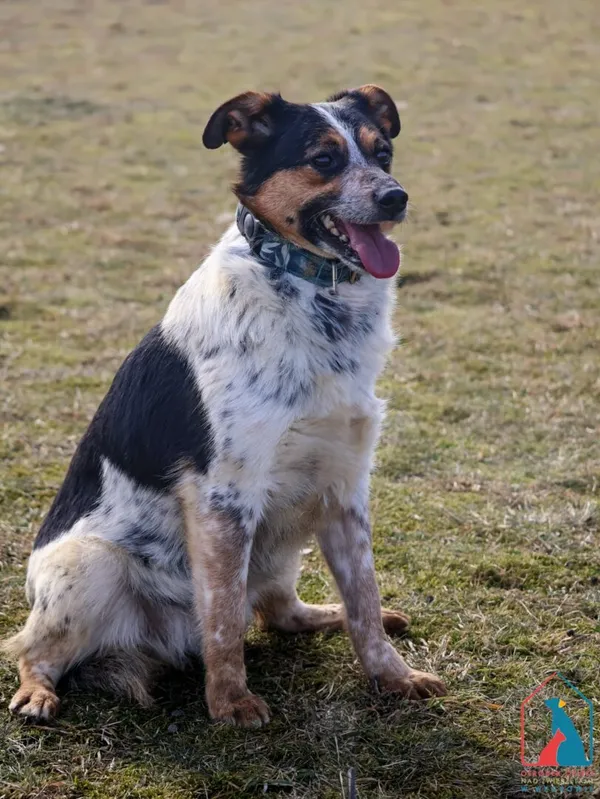 Pies do adopcji, Grudziądz, 2 lutego 2022 (4/5)