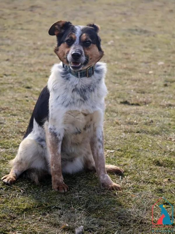 Pies do adopcji, Grudziądz, 2 lutego 2022 (5/5)