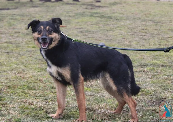 Pies do adopcji, Grudziądz, 2 lutego 2022 (1/5)