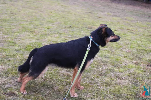 Pies do adopcji, Grudziądz, 2 lutego 2022 (3/5)