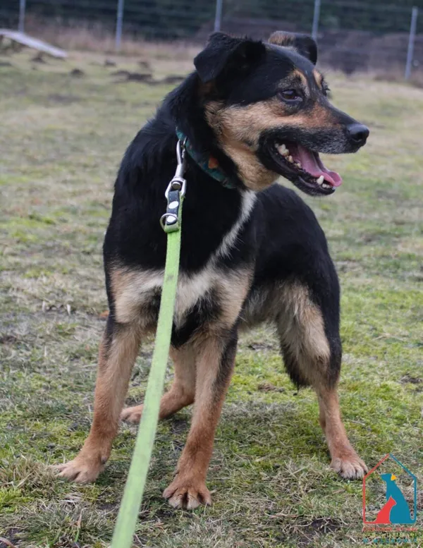 Pies do adopcji, Grudziądz, 2 lutego 2022 (5/5)