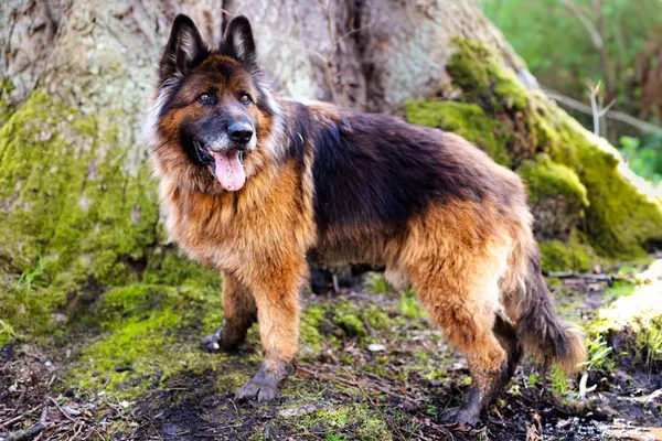 Znaleziono psa, Wałbrzych, 11 marca 2025