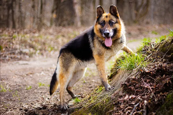 Znaleziono psa, Wałbrzych, 11 marca 2025 (1/2)