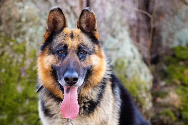 Znaleziono psa, Wałbrzych, 11 marca 2025 (2/2)