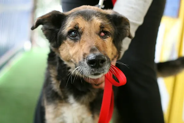 Znaleziono psa, Wałbrzych, 10 marca 2025 (3/3)