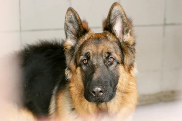 Znaleziono psa, Wałbrzych, 13 marca 2025 (1/2)