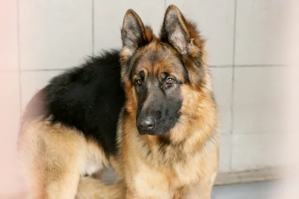 Znaleziono psa, Wałbrzych, 13 marca 2025 (2/2)