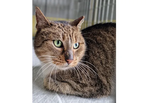 Kot do adopcji, Wrocław, 14 marca 2025