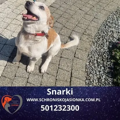 Pies do adopcji, Ciosny, 14 marca 2025