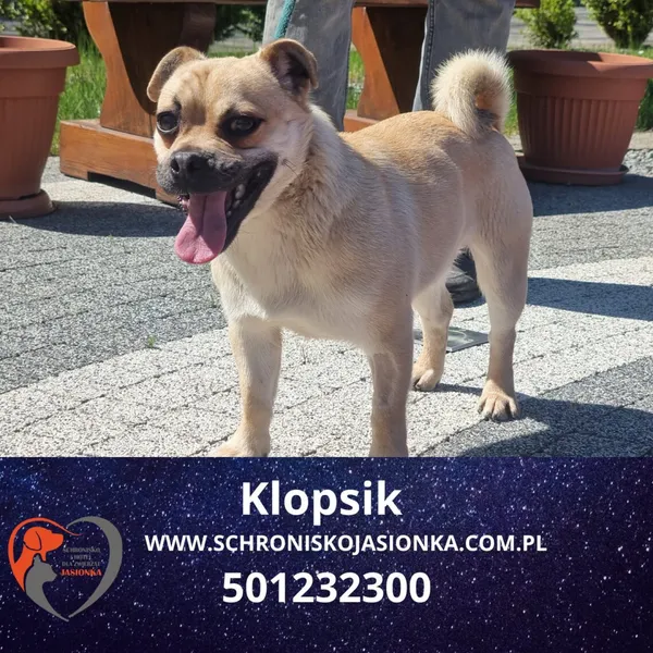 Pies do adopcji, Ciosny, 14 marca 2025