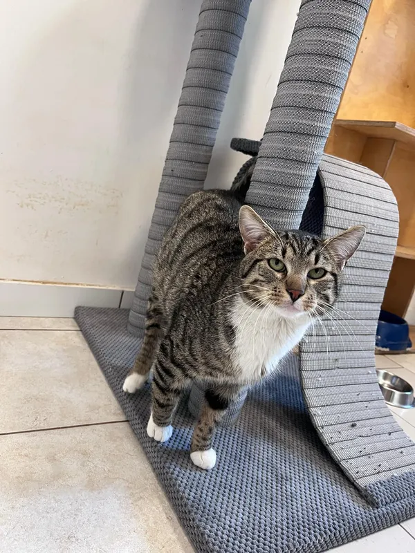 Kot do adopcji, Włocławek, 16 marca 2025 (4/5)