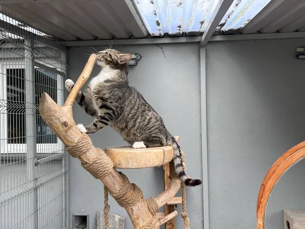 Kot do adopcji, Włocławek, 16 marca 2025 (5/5)