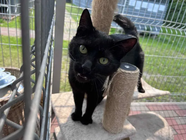 Kot do adopcji, Włocławek, 10 marca 2025 (1/5)