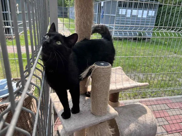 Kot do adopcji, Włocławek, 10 marca 2025 (2/5)