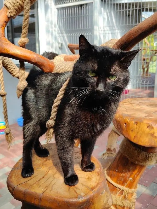 Kot do adopcji, Włocławek, 10 marca 2025 (3/5)