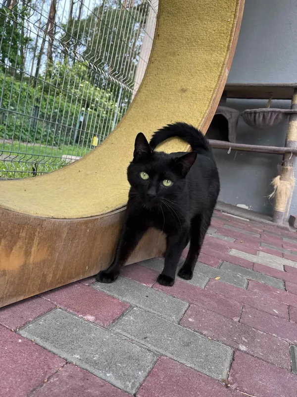 Kot do adopcji, Włocławek, 10 marca 2025 (4/5)