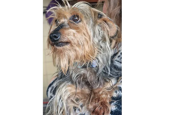 Pies do adopcji, Wrocław, 22 lutego 2025