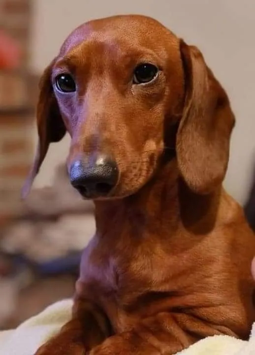 Zaginął pies, Mnichowo, 17 marca 2025 (1/2)