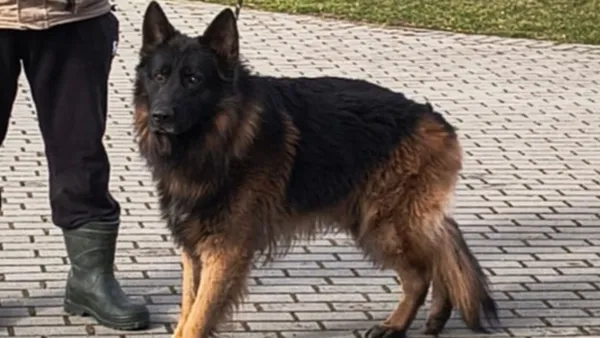 Znaleziono psa, Tatary, 14 marca 2025 (1/2)