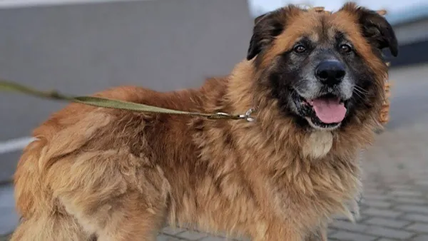 Znaleziono psa, Tatary, 11 marca 2025 (1/2)