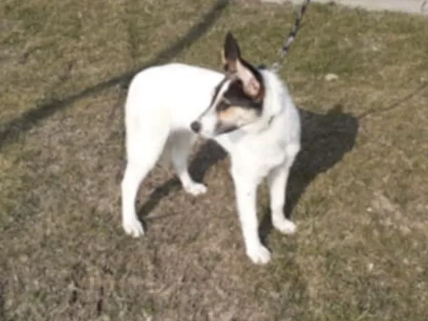 Znaleziono psa, Tatary, 11 marca 2025 (2/2)