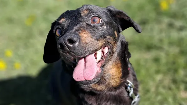 Znaleziono psa, Tatary, 6 marca 2025 (1/4)