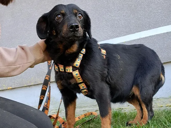 Znaleziono psa, Tatary, 6 marca 2025 (2/4)