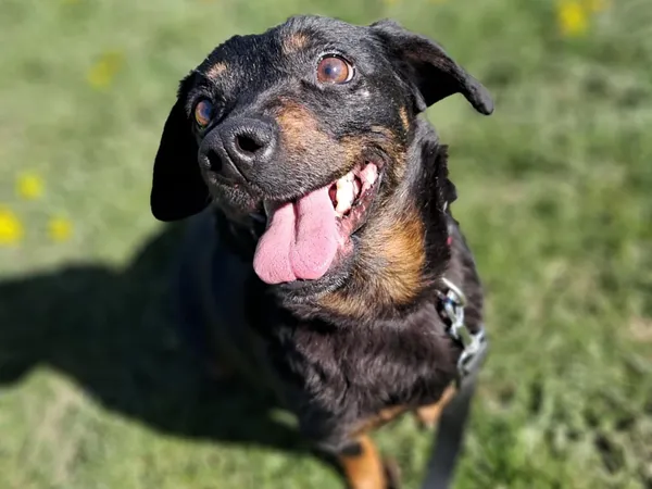 Znaleziono psa, Tatary, 6 marca 2025 (3/4)