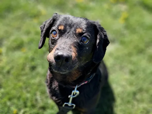 Znaleziono psa, Tatary, 6 marca 2025 (4/4)