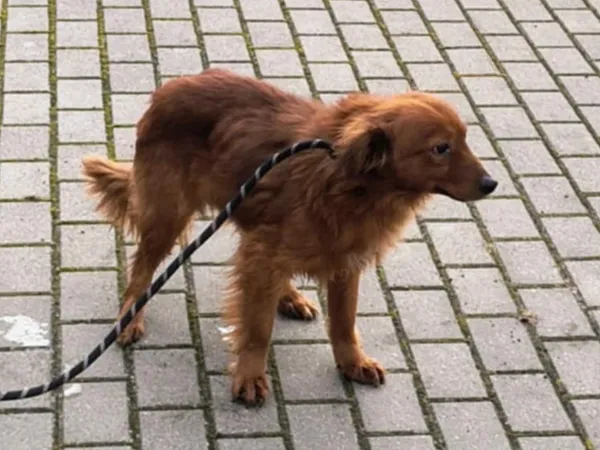 Znaleziono psa, Tatary, 6 marca 2025 (3/5)