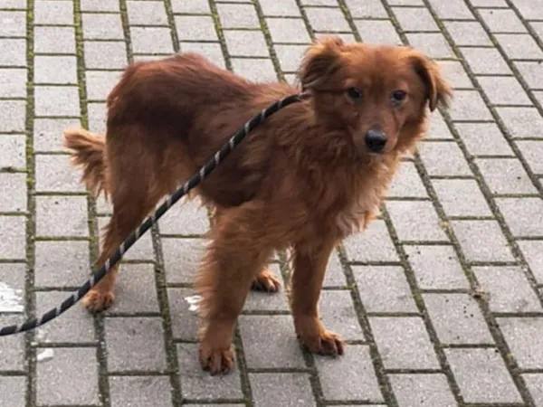 Znaleziono psa, Tatary, 6 marca 2025 (4/5)