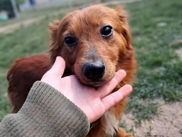 Znaleziono psa, Tatary, 6 marca 2025 (5/5)