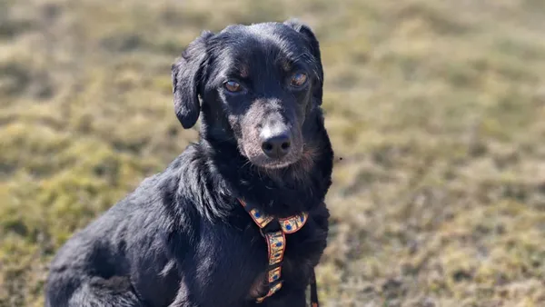 Znaleziono psa, Tatary, 6 marca 2025 (1/4)