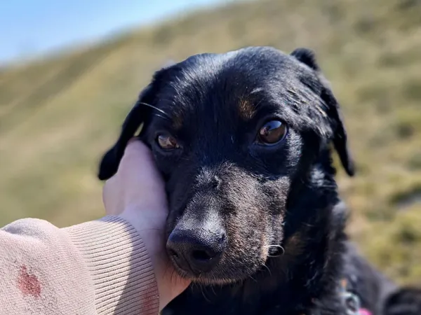 Znaleziono psa, Tatary, 6 marca 2025 (2/4)