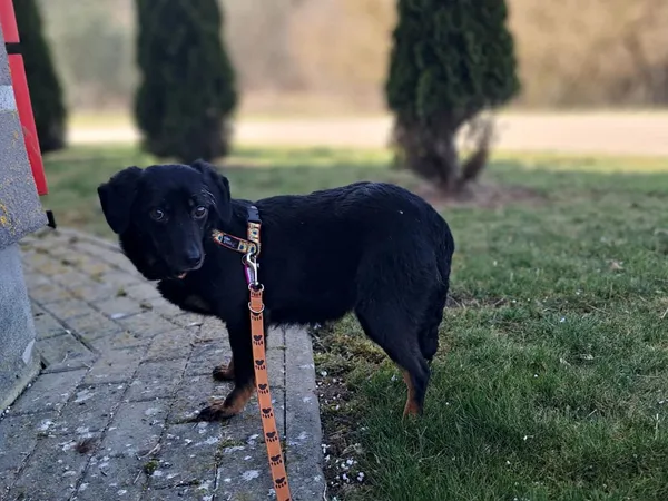 Znaleziono psa, Tatary, 6 marca 2025 (3/4)