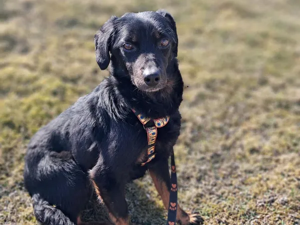 Znaleziono psa, Tatary, 6 marca 2025 (4/4)