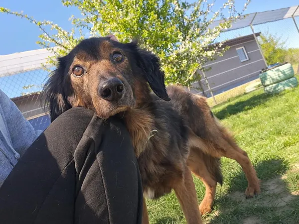 Znaleziono psa, Tatary, 6 marca 2025 (2/3)