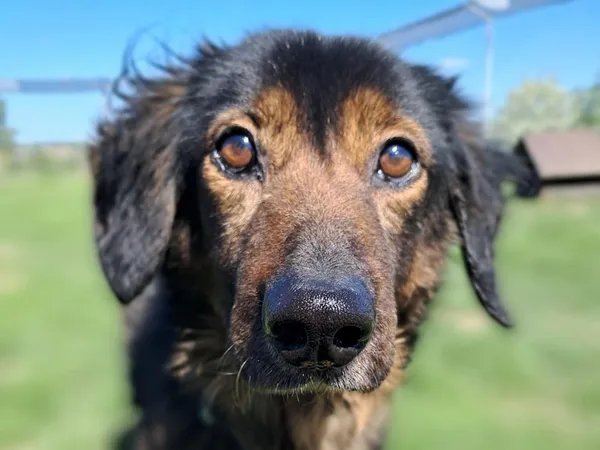 Znaleziono psa, Tatary, 6 marca 2025 (3/3)