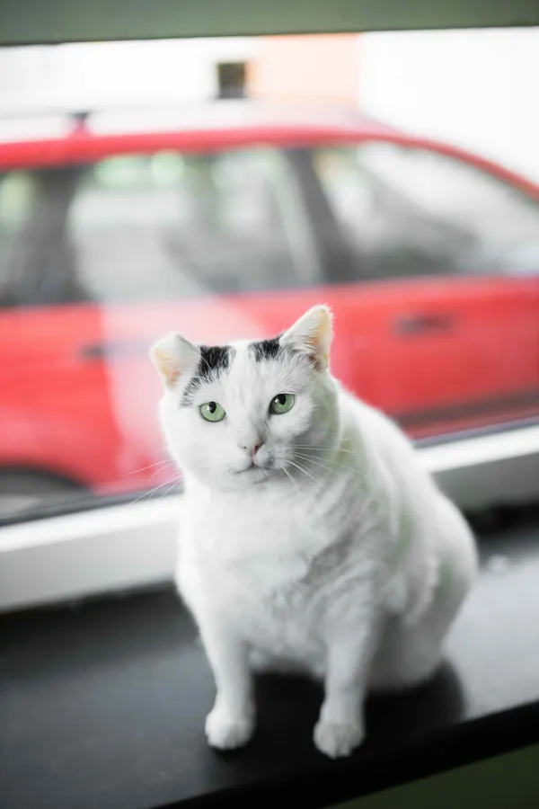 Znaleziono kota, Sosnowiec, 12 marca 2025 (2/5)