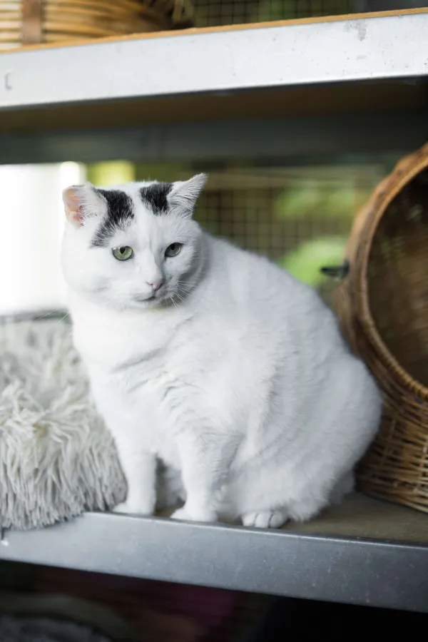 Znaleziono kota, Sosnowiec, 12 marca 2025 (5/5)