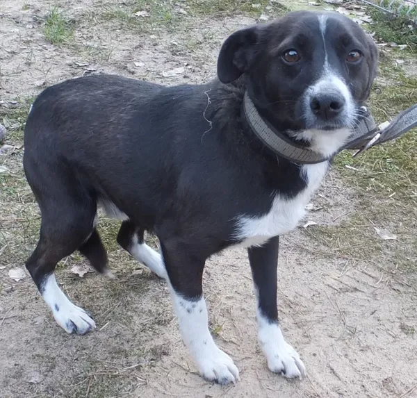 Znaleziono psa, Nowa Krępa, 28 lutego 2025