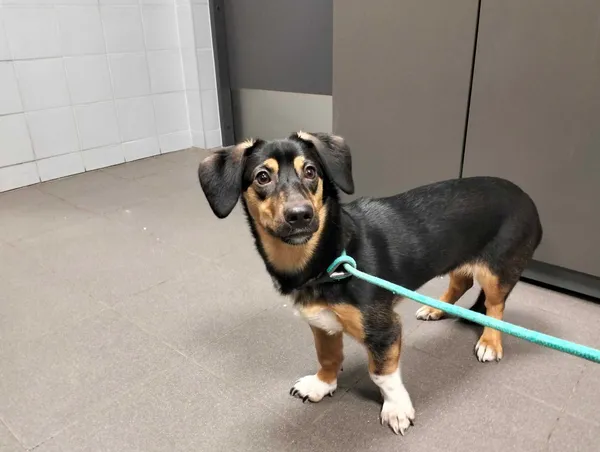 Znaleziono psa, Bydgoszcz, 16 marca 2025