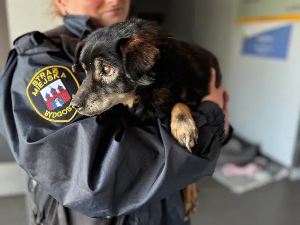 Znaleziono psa, Bydgoszcz, 16 marca 2025