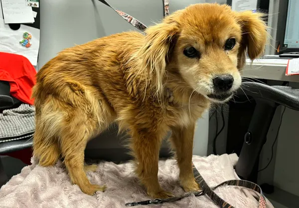 Znaleziono psa, Bydgoszcz, 15 marca 2025