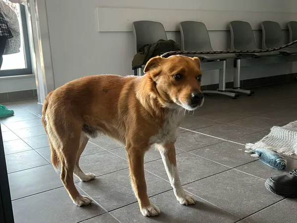 Znaleziono psa, Bydgoszcz, 15 marca 2025