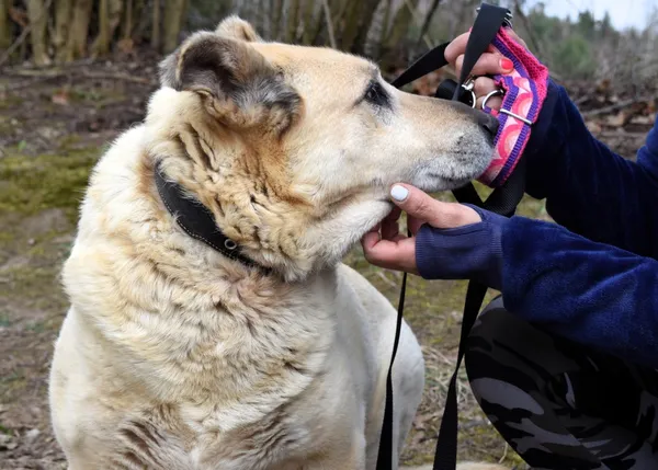 Znaleziono psa, Pieckowo, 17 marca 2025 (1/5)