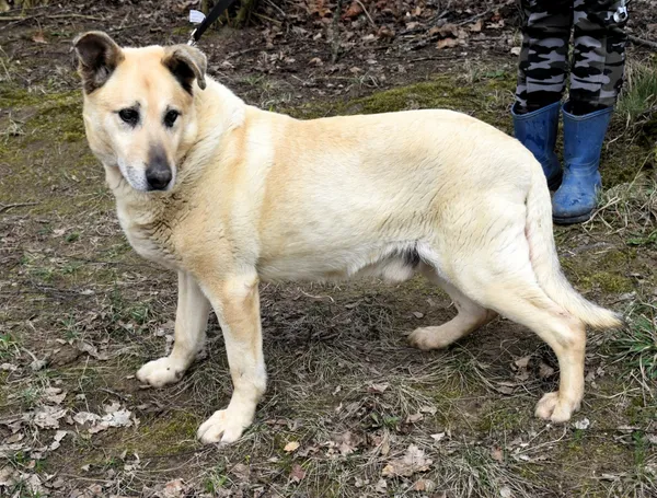 Znaleziono psa, Pieckowo, 17 marca 2025 (2/5)