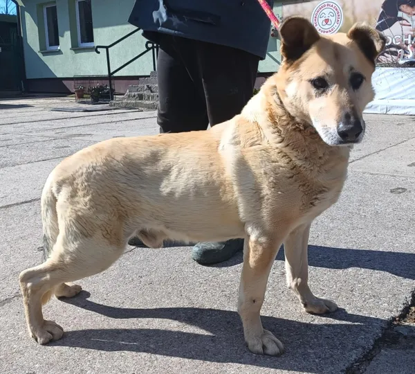 Znaleziono psa, Pieckowo, 17 marca 2025 (4/5)